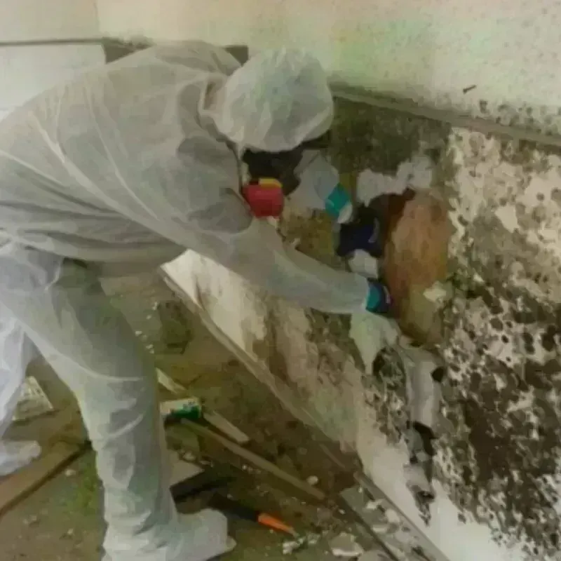 Mold Remediation and Removal in Lake of the Woods, IL